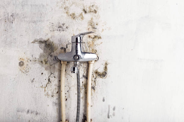 Home Mold Removal in Fox Lake Hills, IL