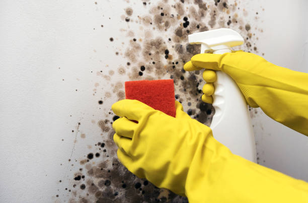 Crawl Space Mold Removal in Fox Lake Hills, IL