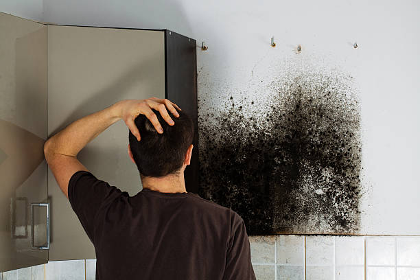 Best Best Mold Removal Companies  in Fox Lake Hls, IL