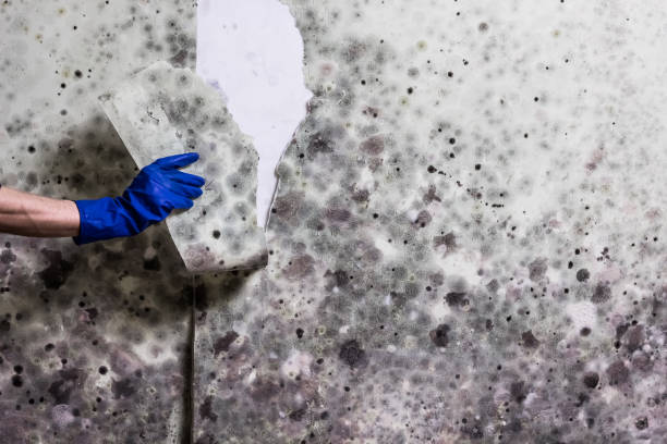 Best Emergency Mold Removal  in Fox Lake Hls, IL